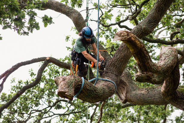 How Our Tree Care Process Works  in  Creston, OH