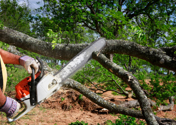 Creston, OH Tree Services Company